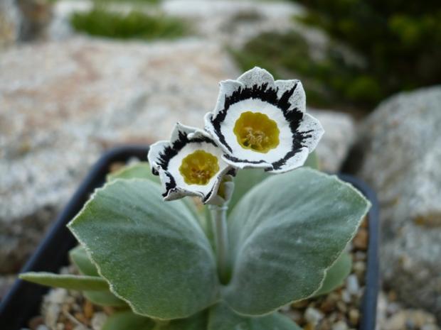 Primula x auricula ´STUBBS TARTAN´, Kvetinové portréty, alpinka, 1