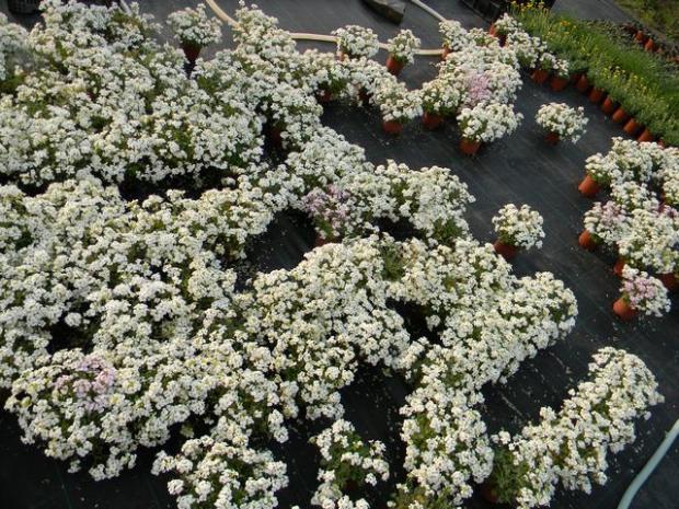 Arabis - výpredaj, Obrazky k článkom, marian1, 1