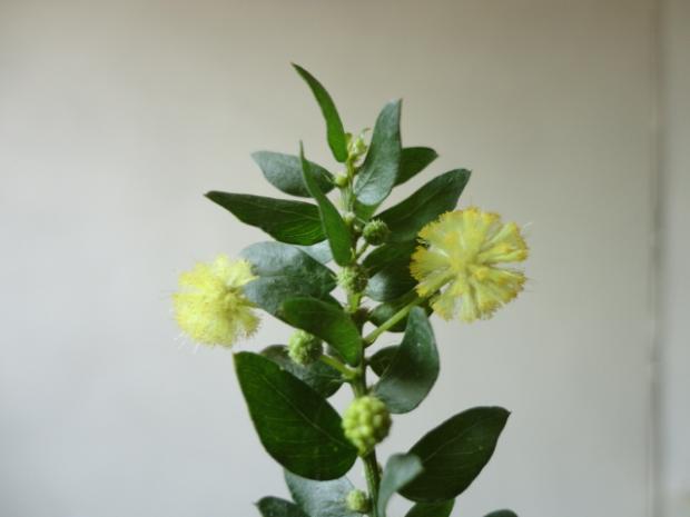 Acacia sa poponáhľala Acacia sa poponáhľala, tamako, 1