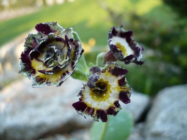 Primula x auricula ´MERLIN STRIPE´, Kvetinové portréty, alpinka, 1