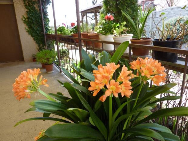 Clivia, Náš dvor Clivia, Náš dvor, marosmeny, 1