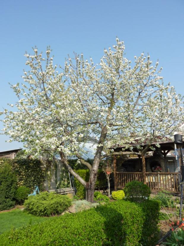 Čerešňa, Okrasné záhradky, marosmeny, 1