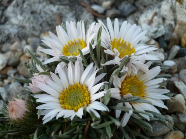 Townsendia hookeri, Skalky, alpinka, 1