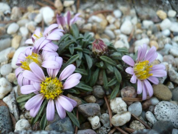 Townsendia leptotes, Skalky, alpinka, 1
