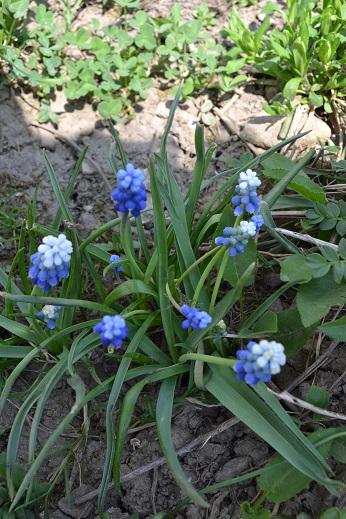 modrica,či modro-bielica? modrica,či modro-bielica?, adrikar, 1