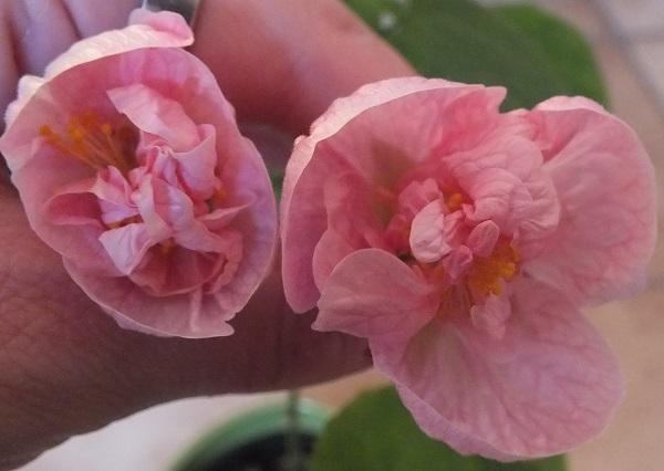 A dnes sa zacal otvarat druhy, Kvetinové portréty, Plumeria-Fan, 1