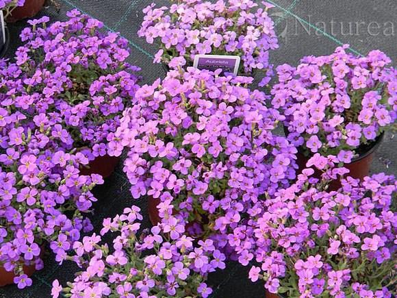 Aubrieta, Kvetinové portréty, marian1, 1