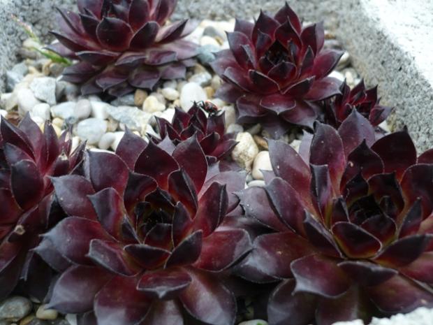 Sempervivum v apríli... ´BRONCO´, Skalky, alpinka, 1