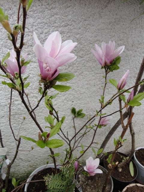 obdobie magnolií obdobie magnolií, tamako, 1