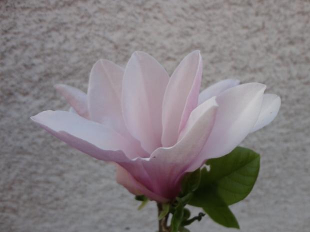 magnolia  ' georg henri kern ', tamako, 1