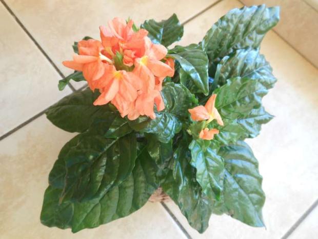 CROSSANDRA, Izbové kvety, stankabal, 1