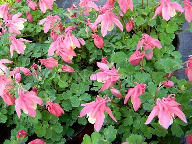 Skalkový orlíček - Aquilegia, Kvetinové portréty Skalkový orlíček - Aquilegia, Kvetinové portréty, marian1, 1