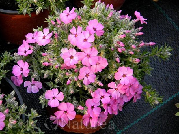 Phlox, Kvetinové portréty, marian1, 1