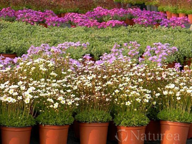 Biele Saxifragy, Kvetinové portréty, marian1, 1