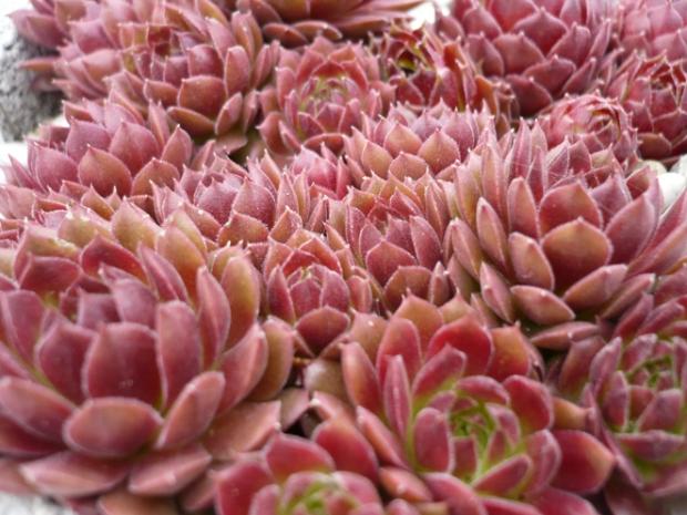 Sempervivum v apríli... ´SILVER THAW´, Skalky, alpinka, 1