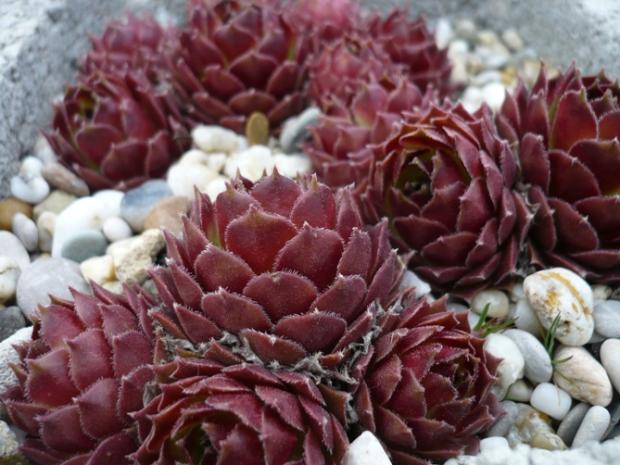 Sempervivum v apríli... ´SIOUX´, Skalky, alpinka, 1
