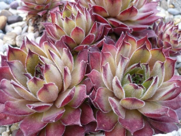 Sempervivum v apríli... ´TITANIA´, Skalky Sempervivum v apríli... ´TITANIA´, Skalky, alpinka, 1