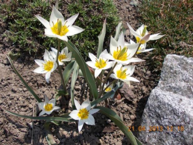 skalkový tulipán biflora, Skalky, kuka, 1