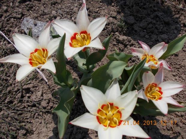 skalkový tulipán 'Ancilla', Skalky, kuka, 1