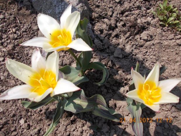 skalkový tulipán  'Johann Strauss', Skalky, kuka, 1