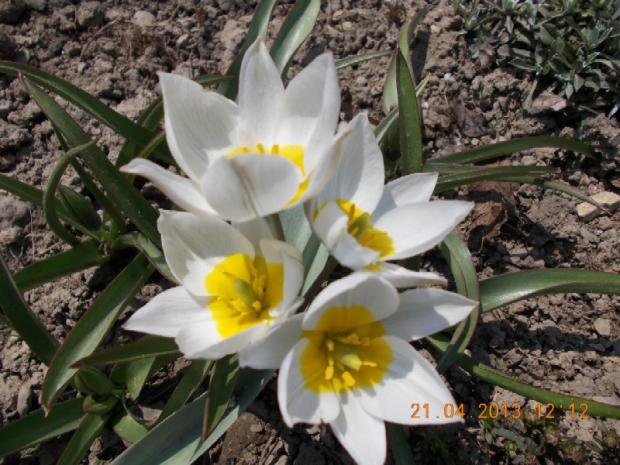 skalkový tulipán polychroma, Skalky, kuka, 1