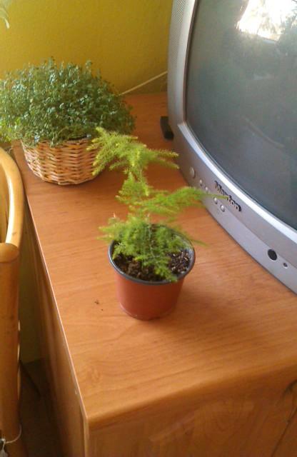 moj asparagus, Izbové kvety, michal50741, 1