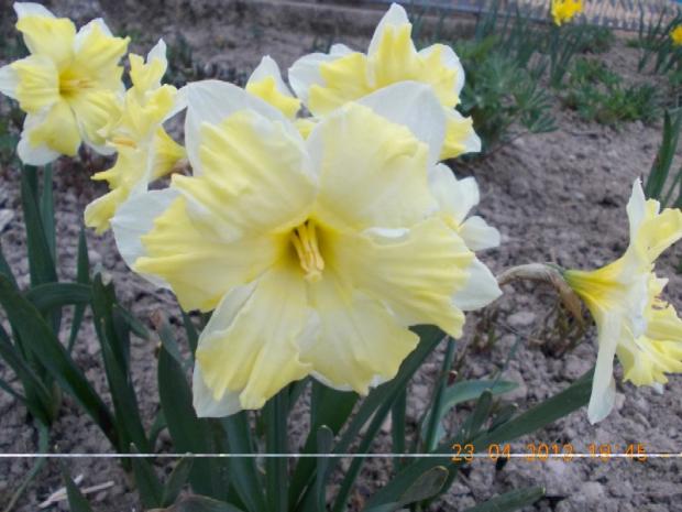 Narcis 'Cassata', Kvetinové portréty Narcis 'Cassata', Kvetinové portréty, kuka, 1