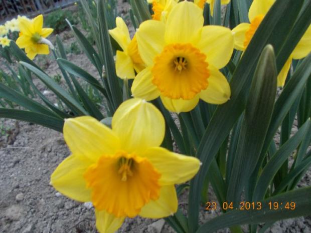 Narcis 'Loveday', Kvetinové portréty, kuka, 1