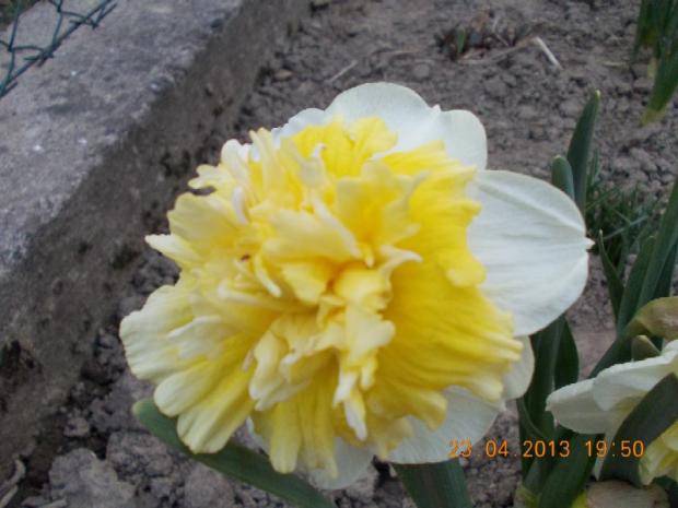 Narcis 'Ice King', Kvetinové portréty Narcis 'Ice King', Kvetinové portréty, kuka, 1