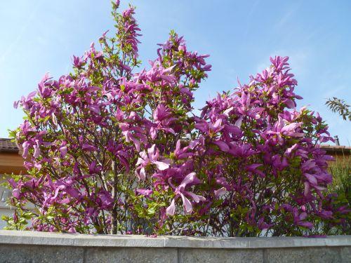 magnolia magnolia, Envie, 1