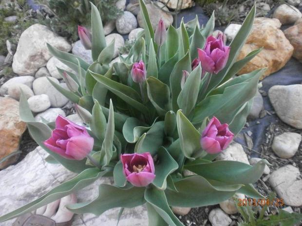 tulipan, Skalky, hanni, 1