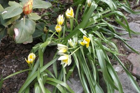 Divé tulipány???, Náš dvor Divé tulipány???, Náš dvor, osika, 1