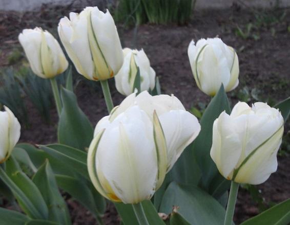 tulipány pre fanúšikov BZ :-), Okrasné záhradky tulipány pre fanúšikov BZ :-), Okrasné záhradky, , 1