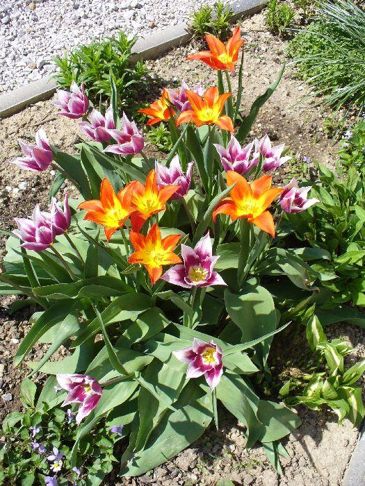 Laliokvete tulipany, Okrasné záhradky, strombus72, 1