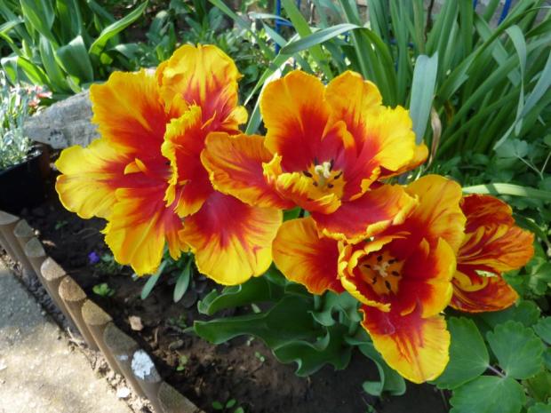 Tulipán, Okrasné záhradky Tulipán, Okrasné záhradky, marosmeny, 1