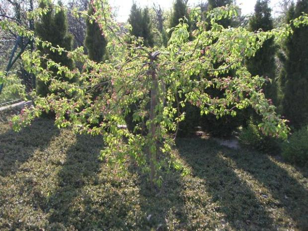 pripravená zakvitnúť, Okrasné záhradky pripravená zakvitnúť, Okrasné záhradky, LubaArt, 1