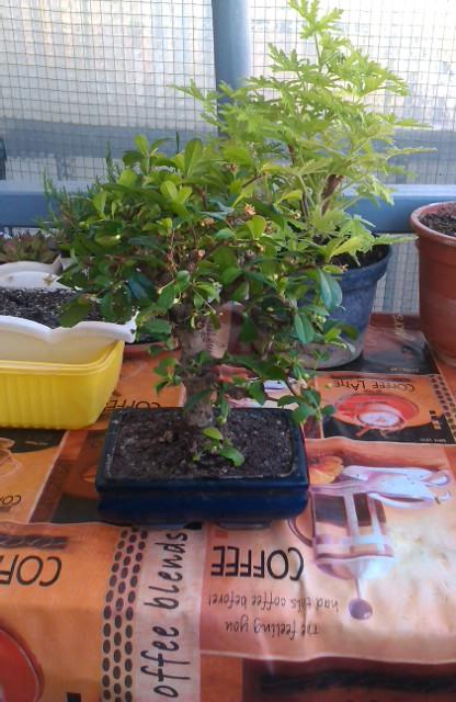 moj bonsai, Izbové kvety, michal50741, 1