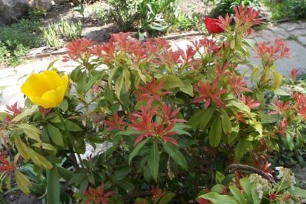 Pieris japonica - či...?, Náš dvor Pieris japonica - či...?, Náš dvor, osika, 1