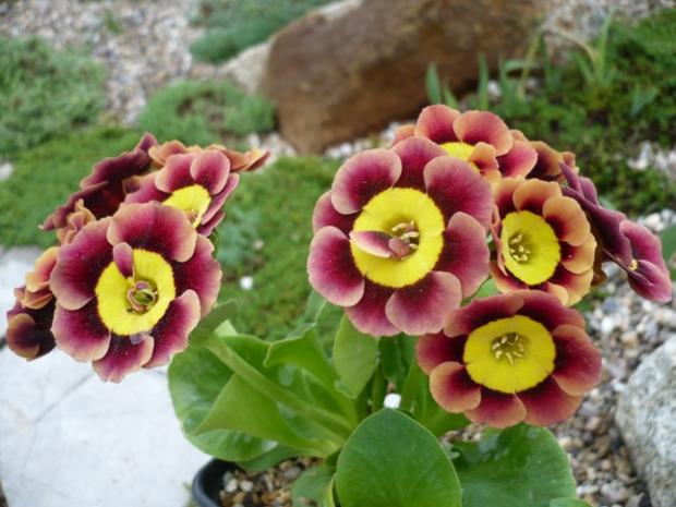 Primula x auricula ´ANCIENT SOCIETY´, Kvetinové portréty, alpinka, 1