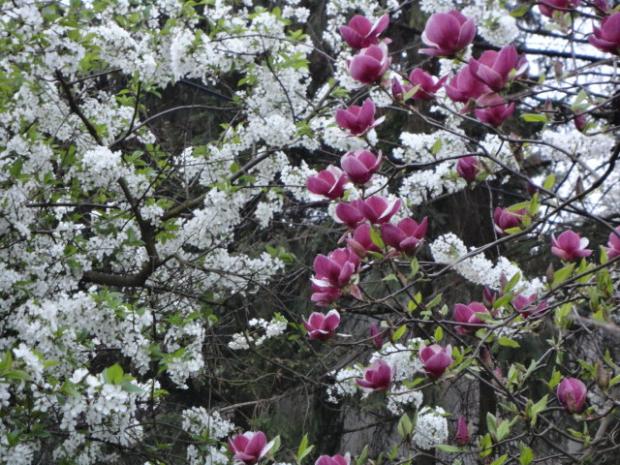 magnoliovo-višnová magnoliovo-višnová, tamako, 1