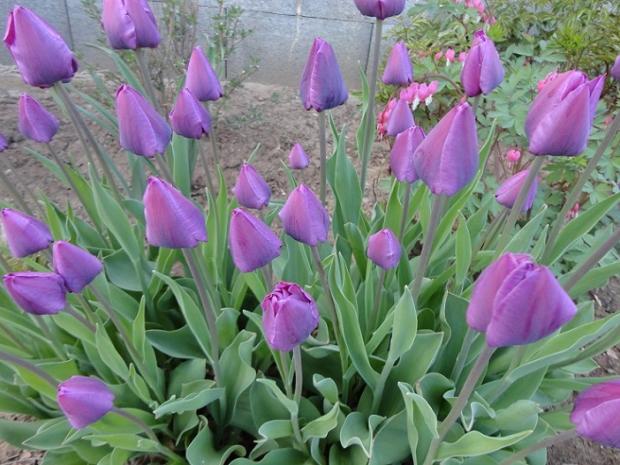 moja najobľúbenejšia farba, Okrasné záhradky moja najobľúbenejšia farba, Okrasné záhradky, , 1