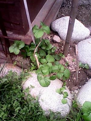 hortenzia..., Okrasné záhradky, Mili1, 1
