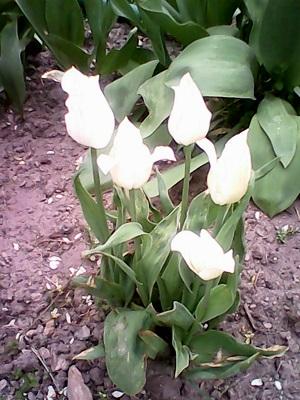 biele tulipány..., Okrasné záhradky biele tulipány..., Okrasné záhradky, Mili1, 1