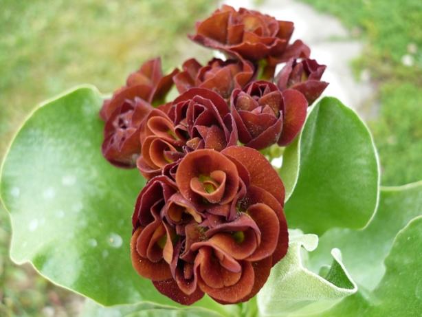 Primula x auricula ´LINCOLN CHESTNUT´, Kvetinové portréty, alpinka, 1