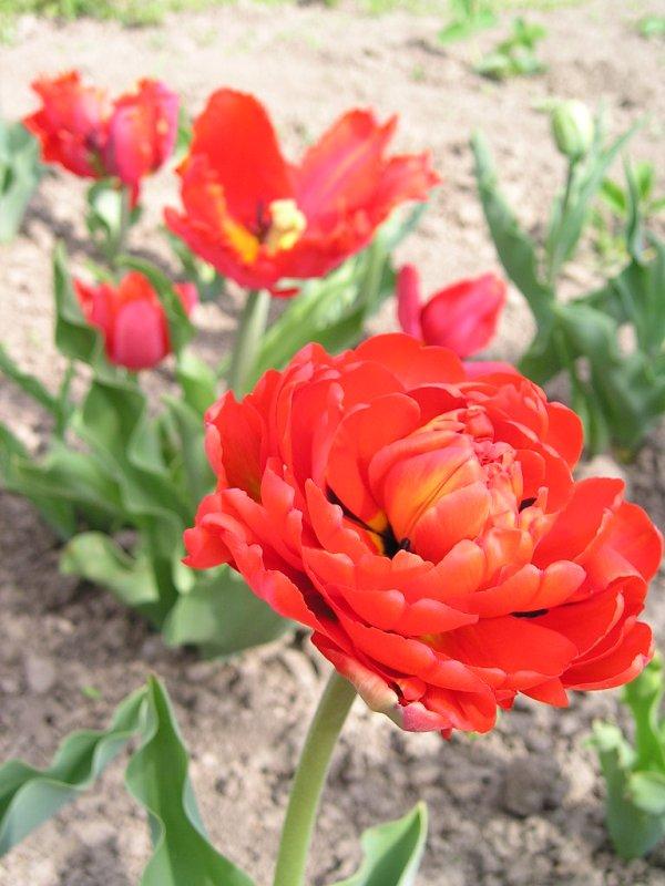Tulipány, Kvetinové portréty, Mirkag, 1