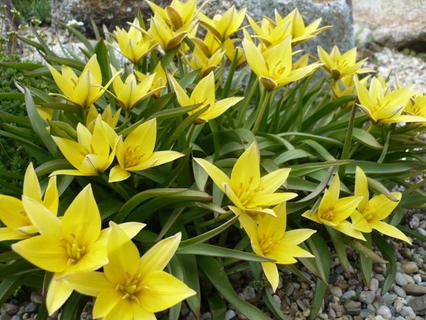 Tulipániky v skalke, Skalky, alpinka, 1