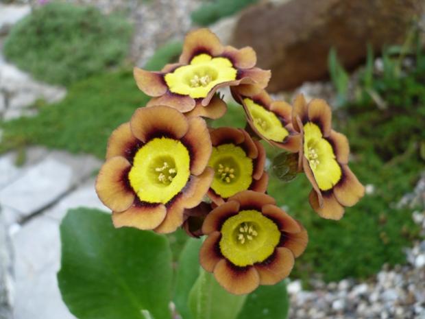 Primula x auricula ´SIRBOL´, Kvetinové portréty Primula x auricula ´SIRBOL´, Kvetinové portréty, alpinka, 1