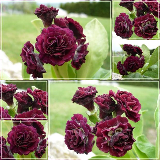 Primula x auricula ´FOREST BURGUNDY´, Kvetinové portréty Primula x auricula ´FOREST BURGUNDY´, Kvetinové portréty, alpinka, 1