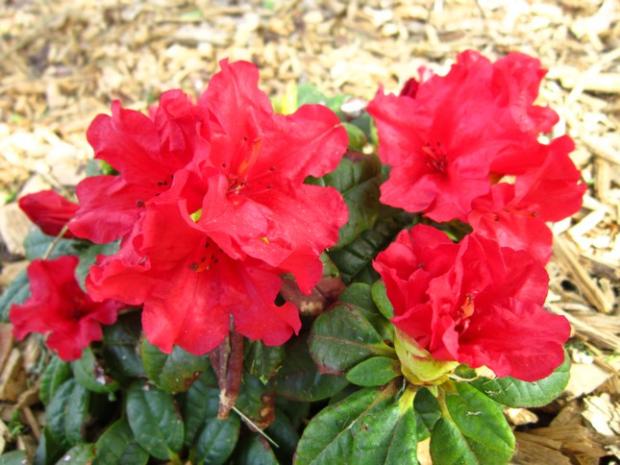 maličký rododendrón, Okrasné záhradky, jana66, 1