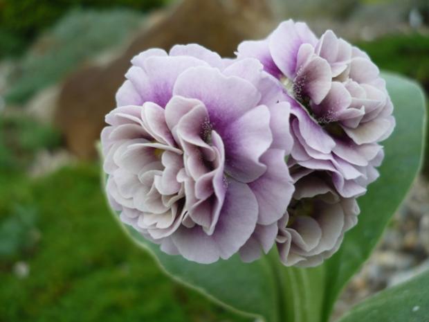 Primula x auricula ´LEVERTON´, Kvetinové portréty Primula x auricula ´LEVERTON´, Kvetinové portréty, alpinka, 1